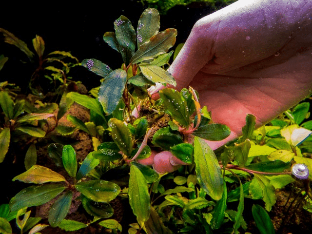 Bucephalandra sp. Batang Kawa on Driftwood - Planted Aquaria