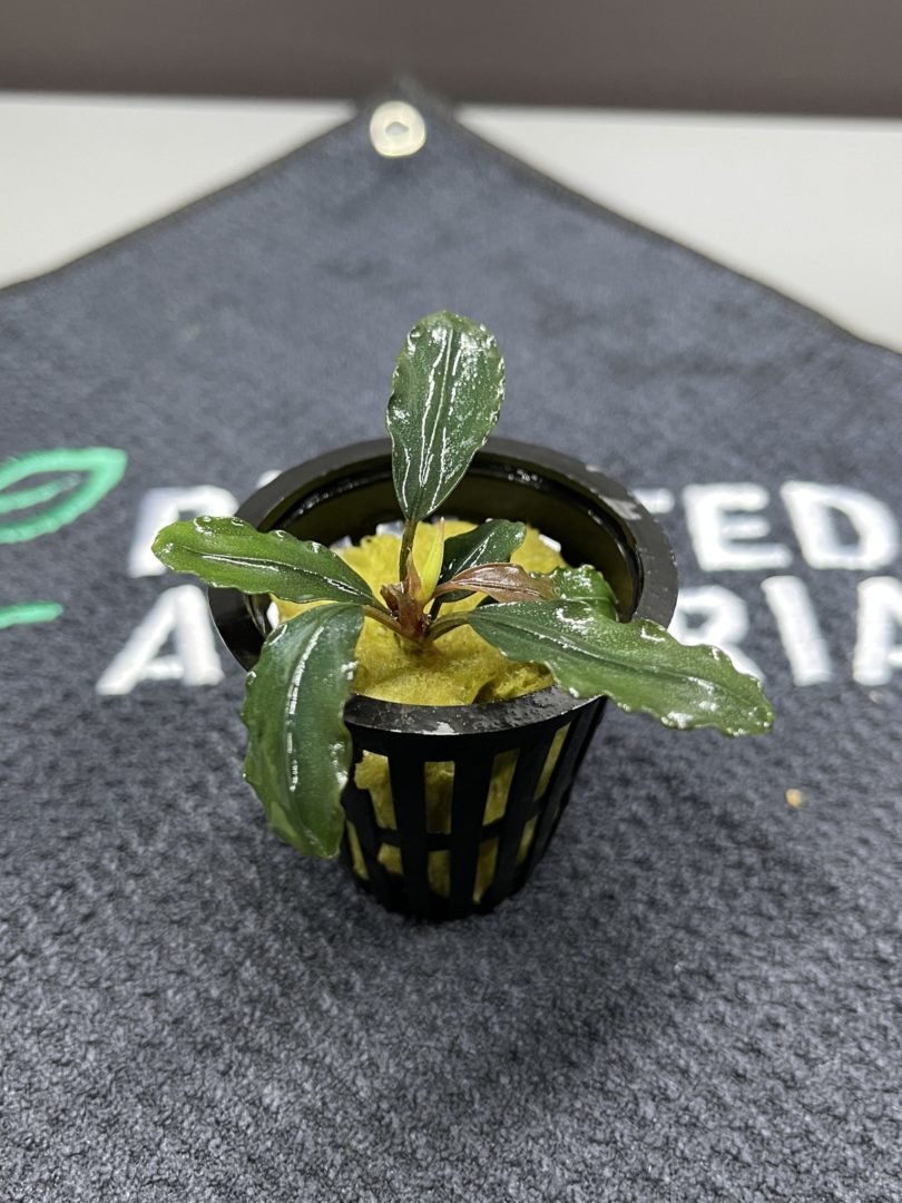 Bucephalandra Strong Metallica - Potted - Planted Aquaria