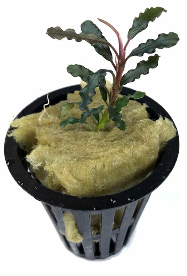 Bucephalandra titan - Potted - Planted Aquaria