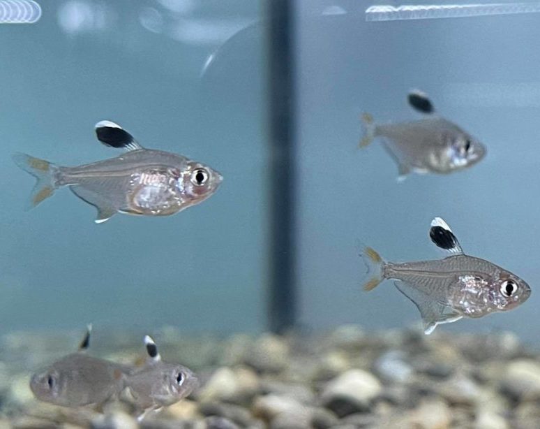 Candy Cane Tetra - Planted Aquaria