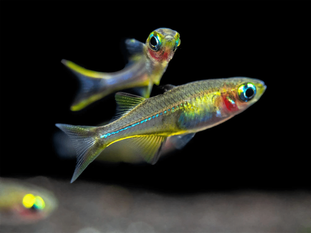 Celebes Rainbowfish - Planted Aquaria
