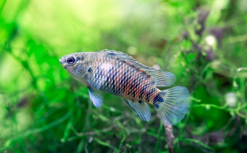 Chameleon Fish - Planted Aquaria