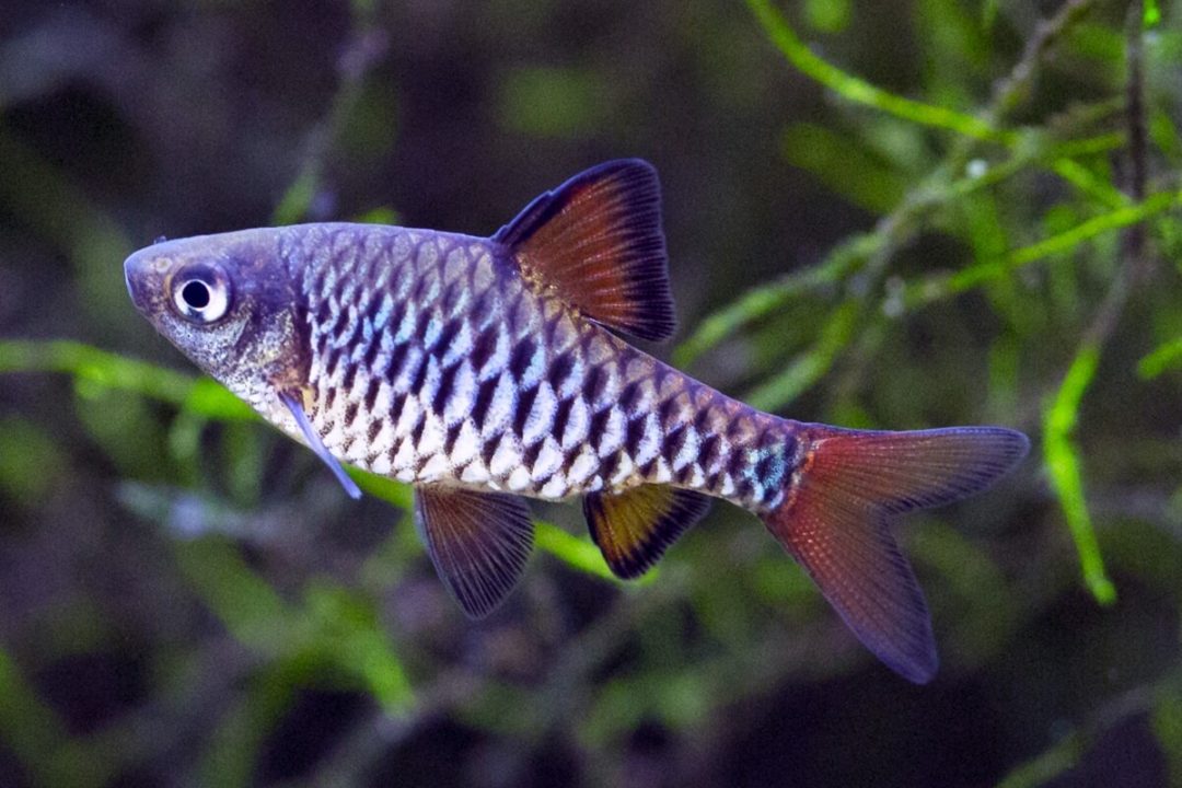 Checkered Barb - Planted Aquaria