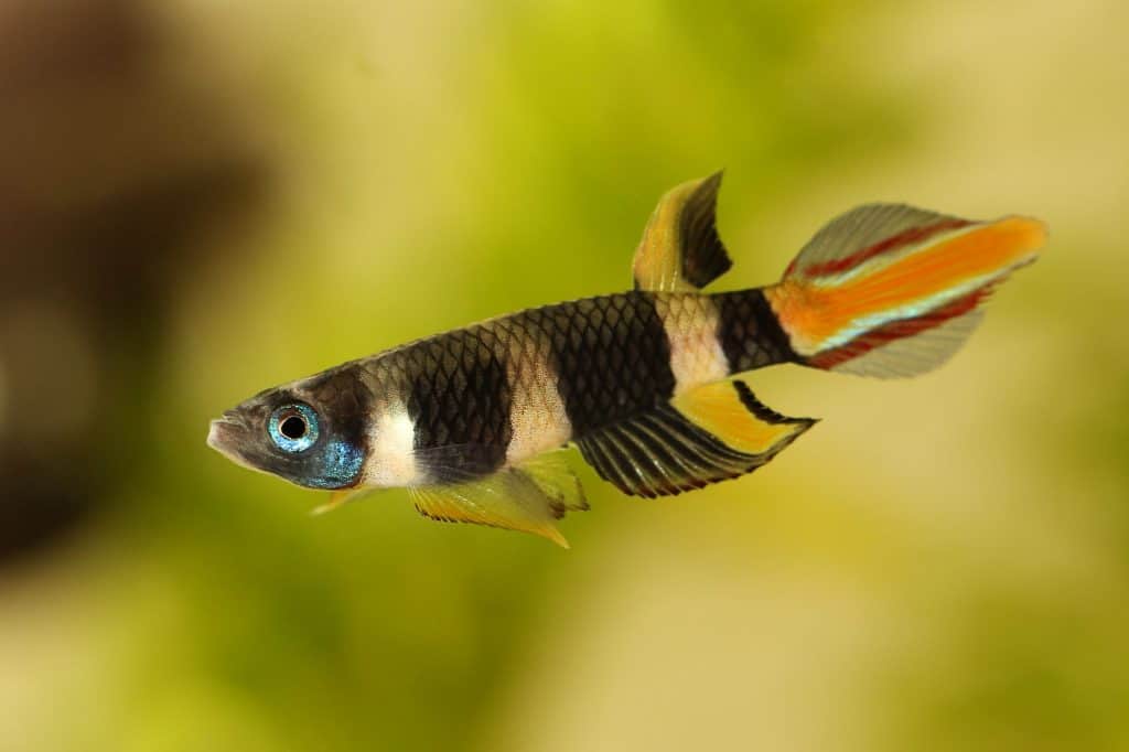 Clown Killifish - Planted Aquaria