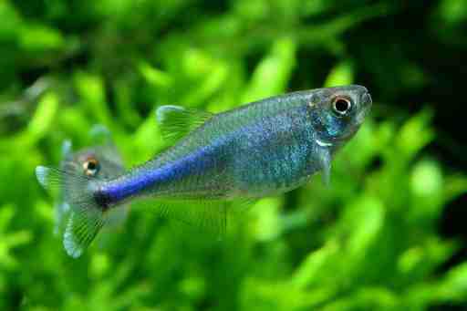Cochu’s Blue Tetra - Planted Aquaria