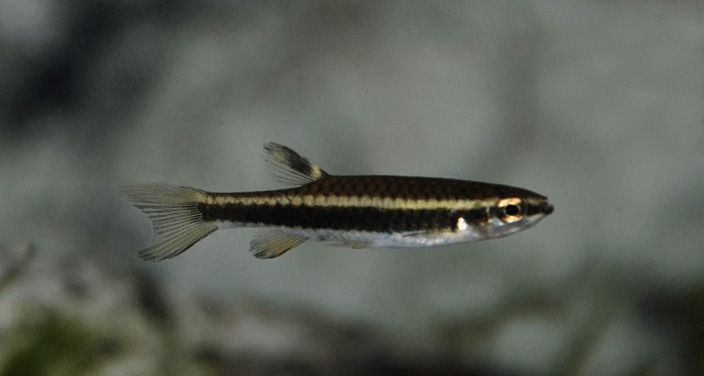 Copella Metae - Planted Aquaria