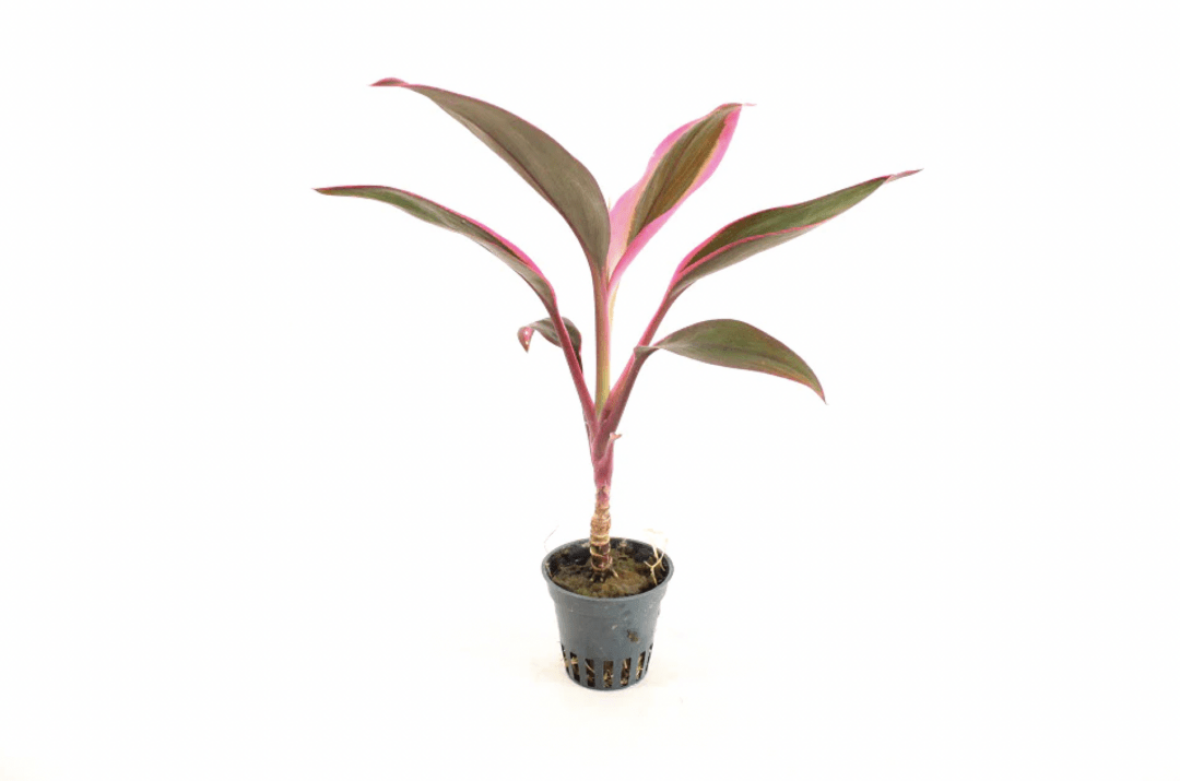 Cordyline 'Red Edge' - Potted Terrestrial - Planted Aquaria