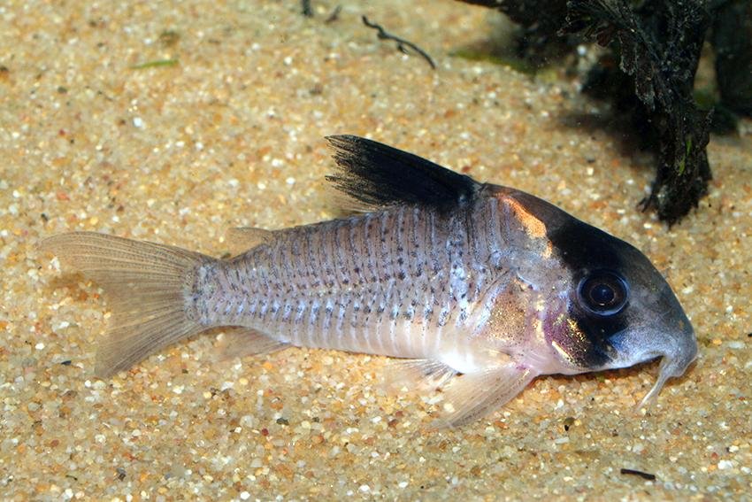 Corydora Wotroi - Planted Aquaria