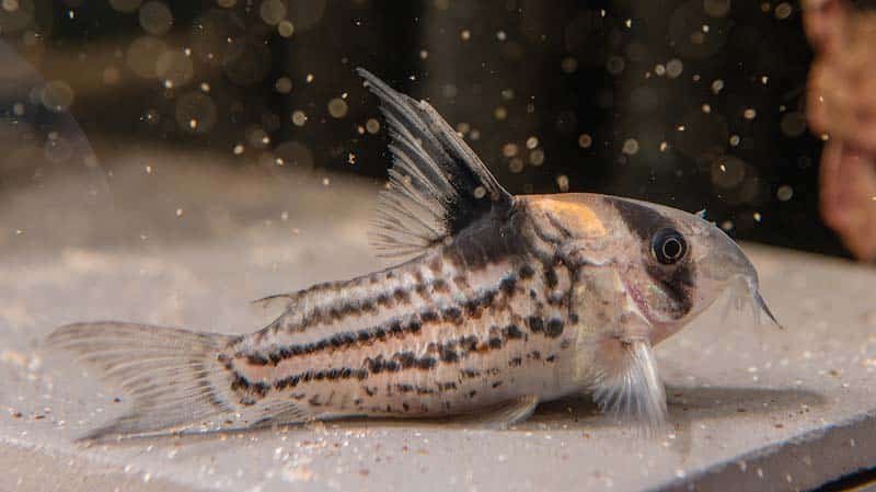 Corydoras 'CW027' - Planted Aquaria