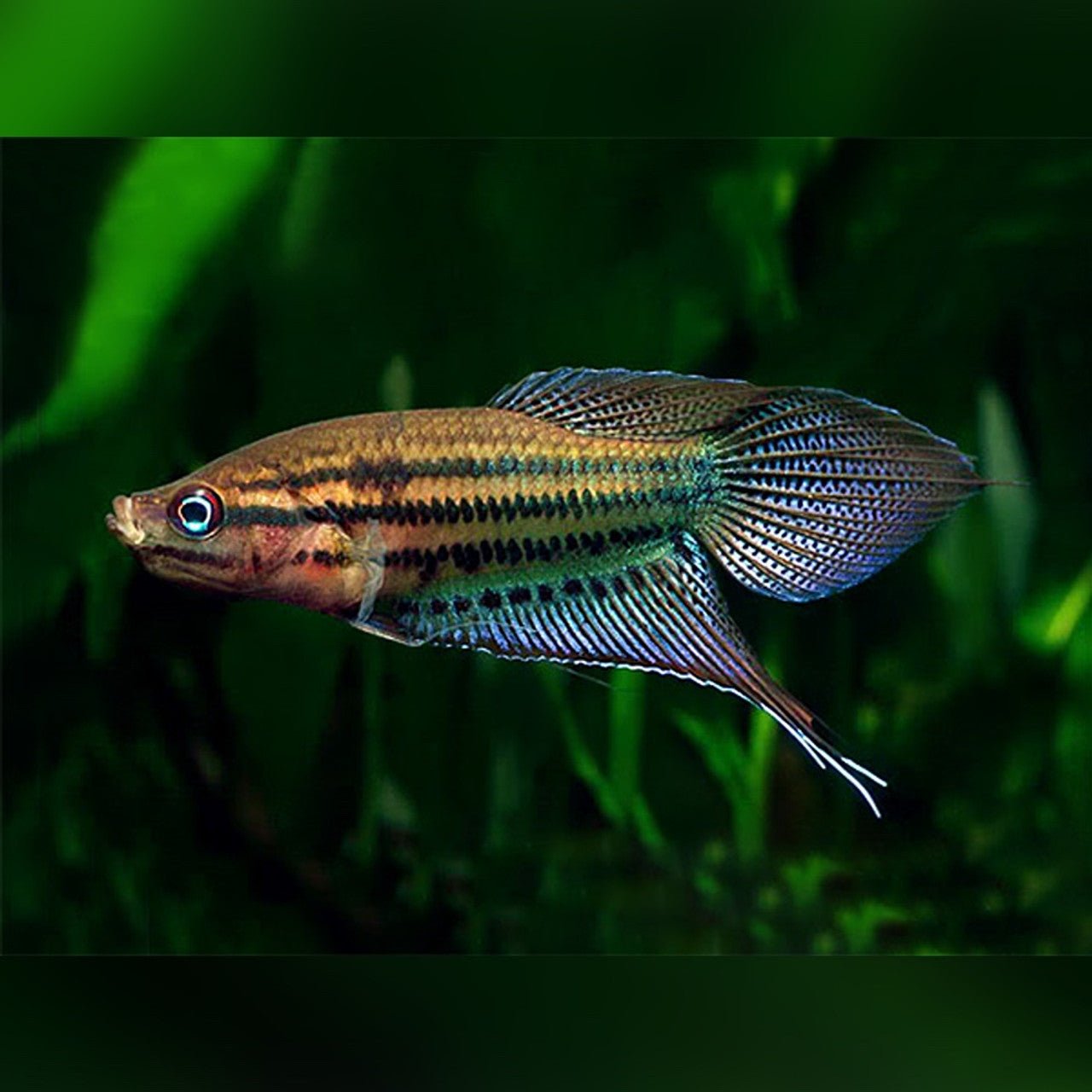 Croaking Gourami - Planted Aquaria