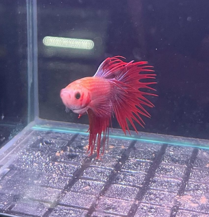 Crowntail Male Betta - Planted Aquaria