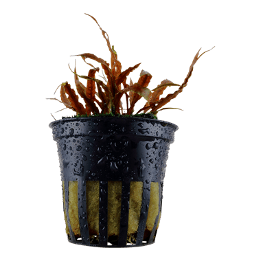 Cryptocoryne albida 'Brown' - Potted - Planted Aquaria