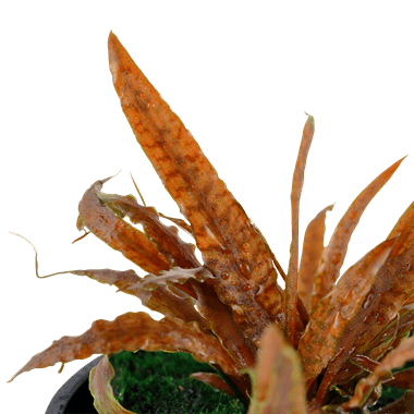 Cryptocoryne albida 'Brown' - Potted - Planted Aquaria