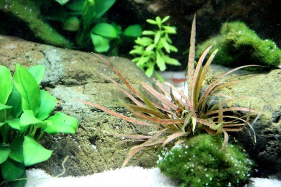 Cryptocoryne albida 'Brown' - Potted - Planted Aquaria