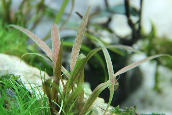 Cryptocoryne albida 'Brown' - Potted - Planted Aquaria