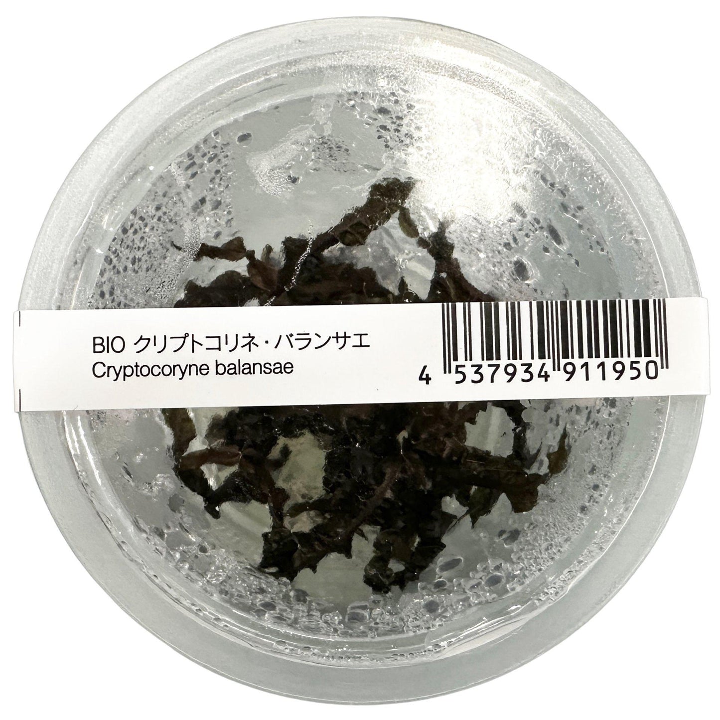 Cryptocoryne Balansae - ADA TC - Planted Aquaria