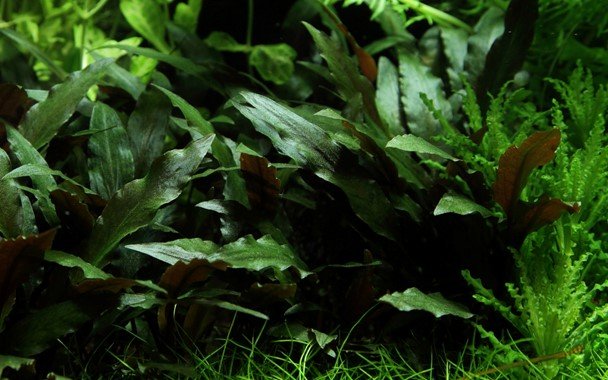 Cryptocoryne beckettii 'Petchii' on Lava Stone - Planted Aquaria