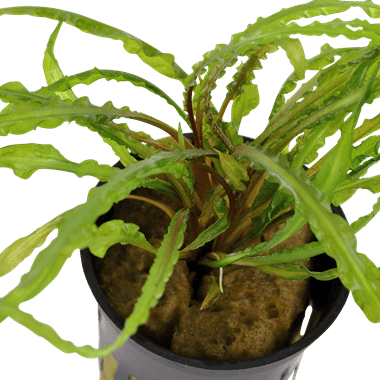 Cryptocoryne crispatula - Potted - Planted Aquaria