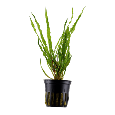 Cryptocoryne crispatula - Potted - Planted Aquaria