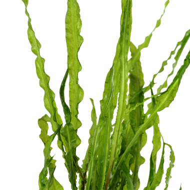 Cryptocoryne crispatula - Potted - Planted Aquaria
