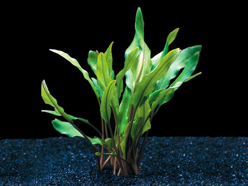 Cryptocoryne Lutea - Potted - Planted Aquaria