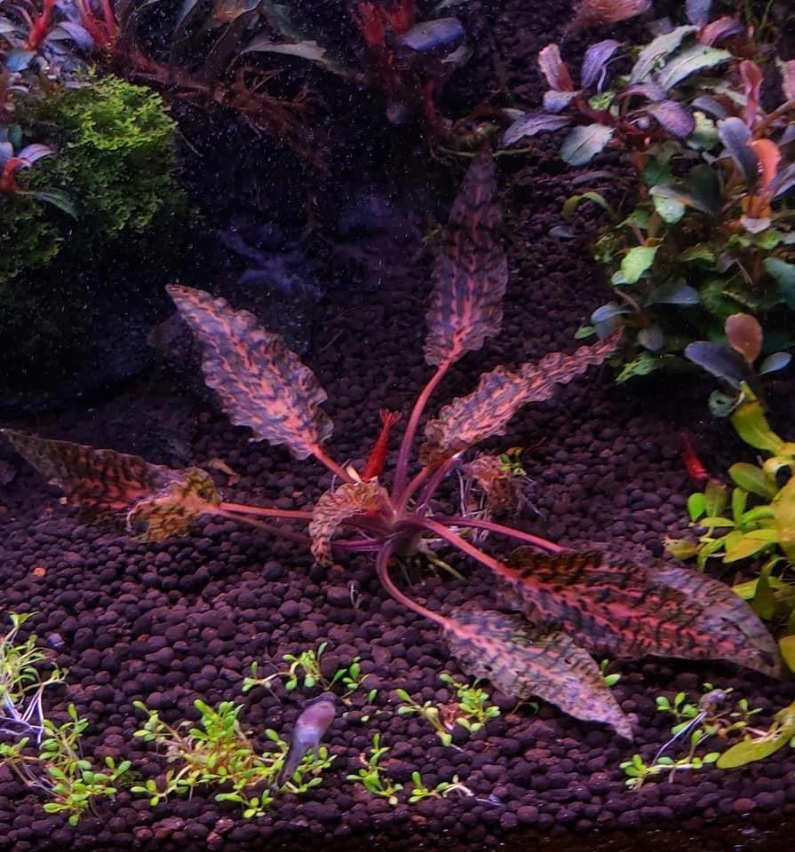 Cryptocoryne nurii - Tropica TC - Planted Aquaria