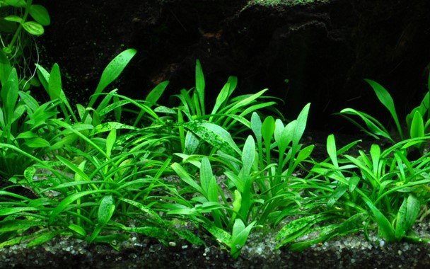 Cryptocoryne parva - Potted - Planted Aquaria