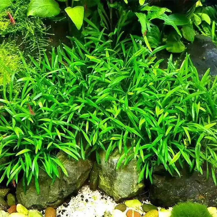 Cryptocoryne parva - Tropica TC - Planted Aquaria