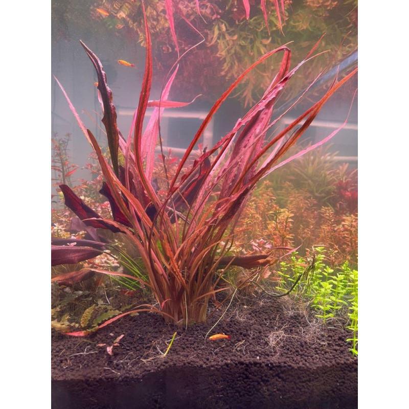 Cryptocoryne Spiralis 'Tiger' - ADA TC - Planted Aquaria