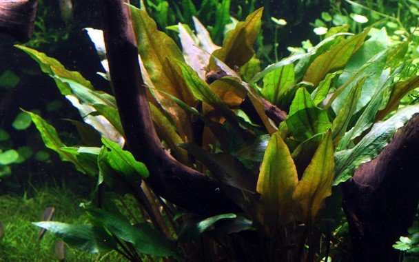Cryptocoryne undulata 'Broad Leaves' - Potted - Planted Aquaria