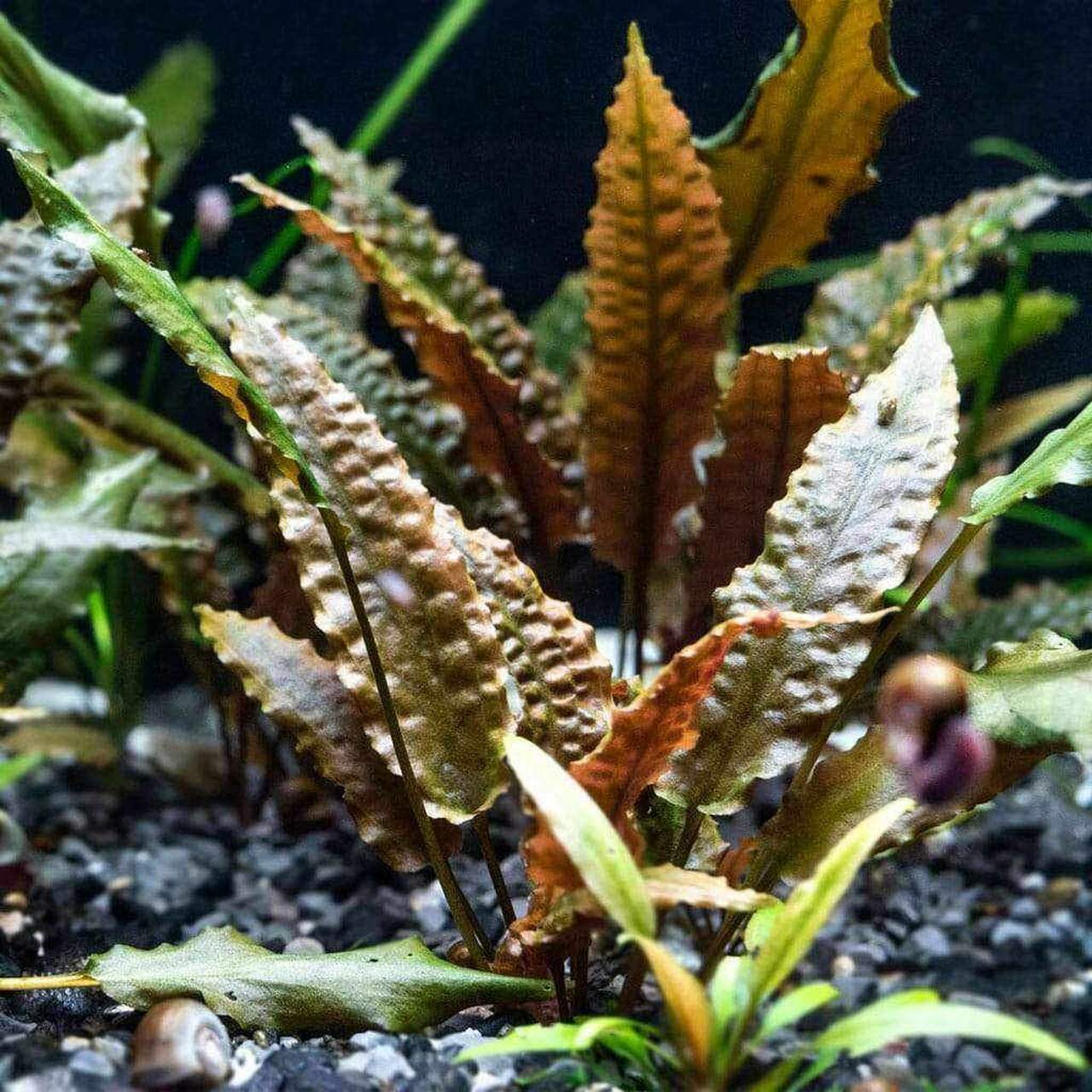 Cryptocoryne wendtii 'brown' - Potted - Planted Aquaria