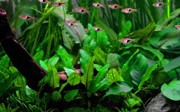Cryptocoryne wendtii 'Green' - Tropica TC - Planted Aquaria