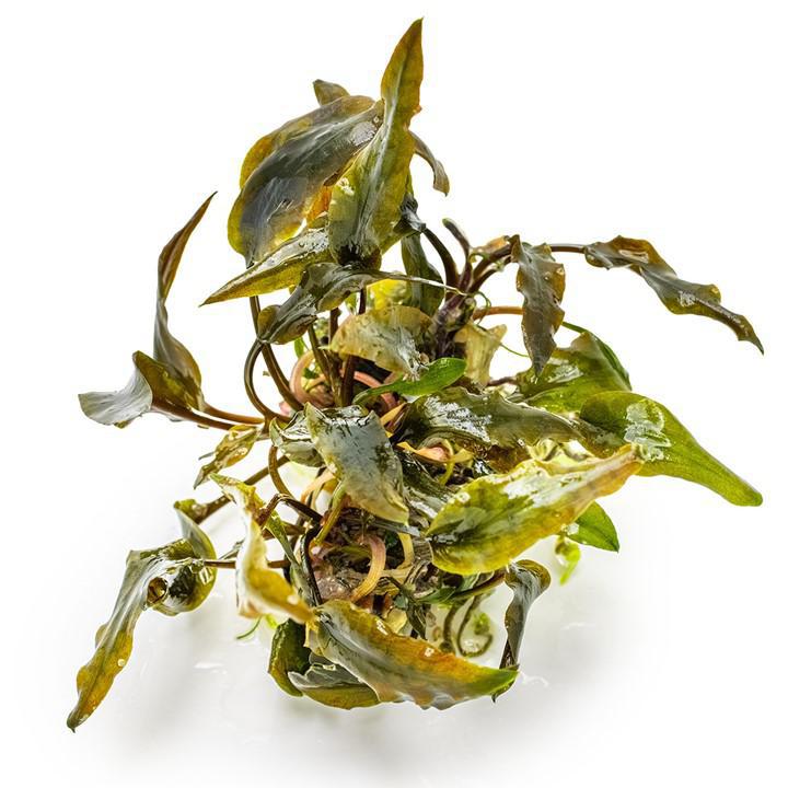 Cryptocoryne wendtii 'Mi Oya' - Tropica TC - Planted Aquaria