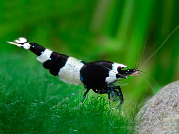 Crystal Black Shrimp S - Grade - Planted Aquaria