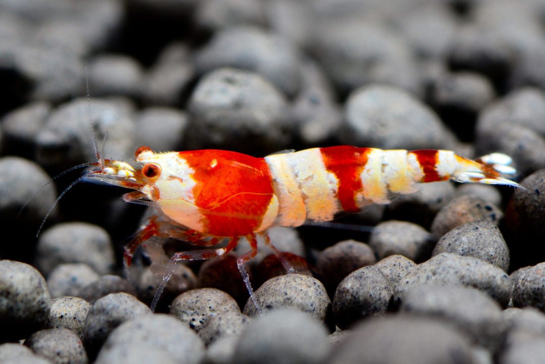 Crystal Red Shrimp S - Grade - Planted Aquaria