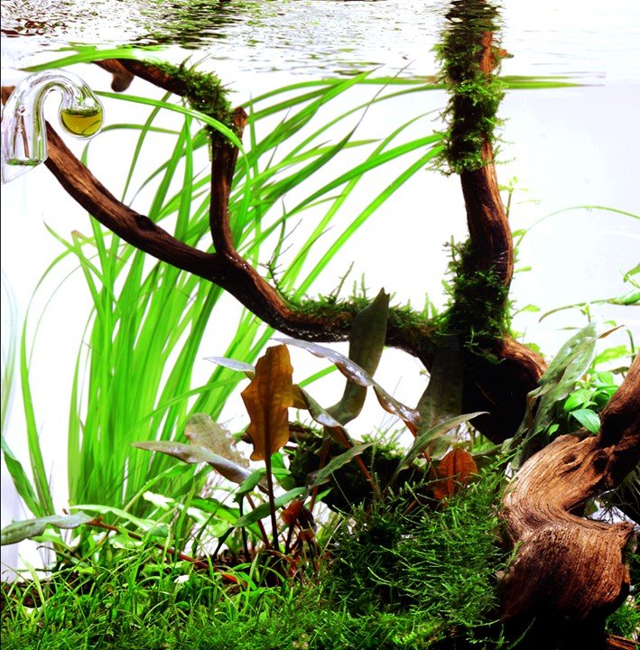 Cyperus helferi - Potted - Planted Aquaria