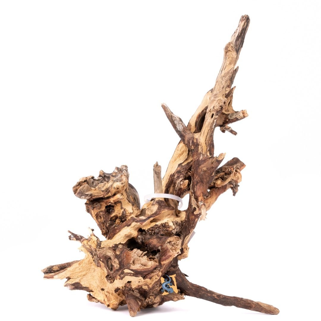 Cyrus Wood Large(14" - 16") - Planted Aquaria