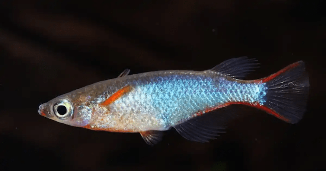 Daisy's Blue Ricefish - Planted Aquaria