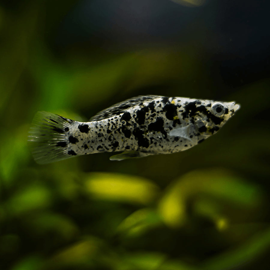 Molly - Dalmation