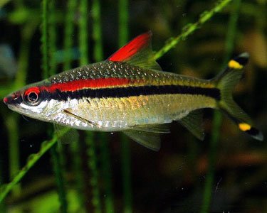 Denison Barb - Planted Aquaria