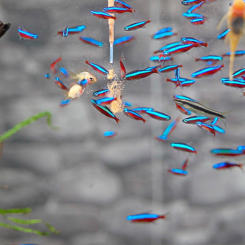 DIY Brine Shrimp Hatchery Incubator Kit - Planted Aquaria