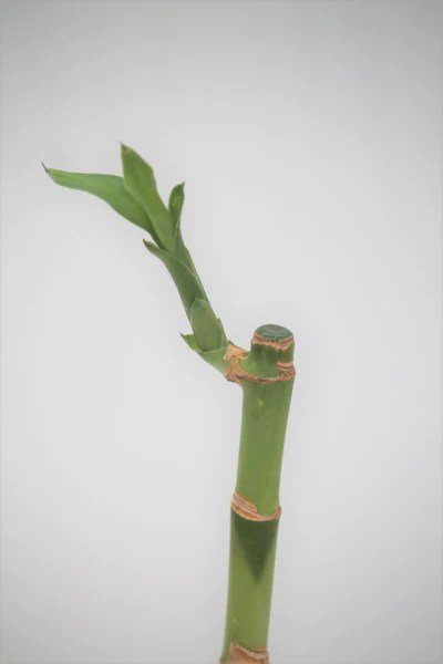Dracaena sanderiana (Lucky Bamboo) - Potted Terrestrial - Planted Aquaria