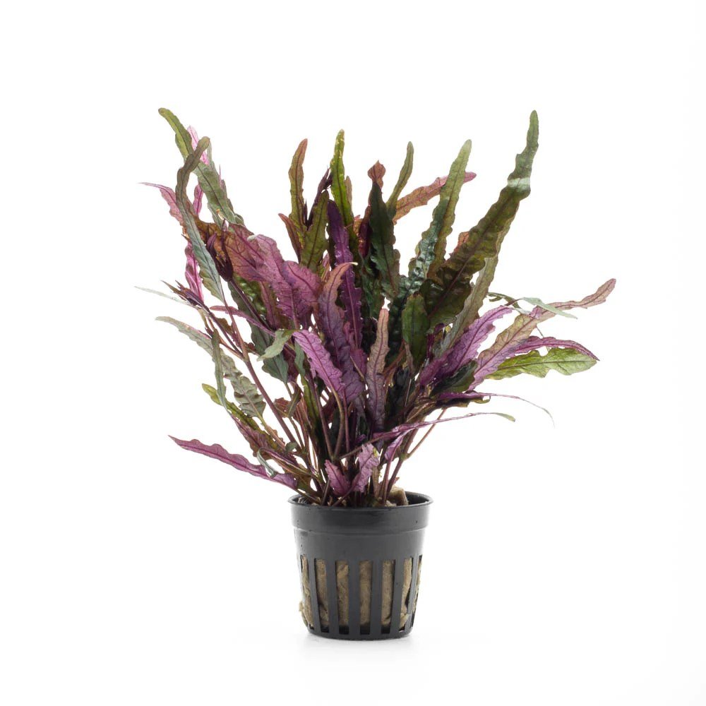 Dragon's Tongue - Potted Terrestrial - Planted Aquaria