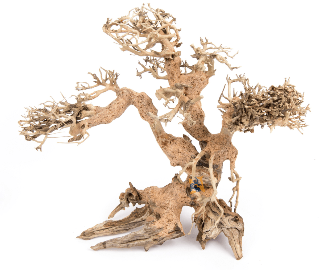 Dragonwood Large 18" - Planted Aquaria