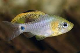 Draped Fin Barb - Planted Aquaria