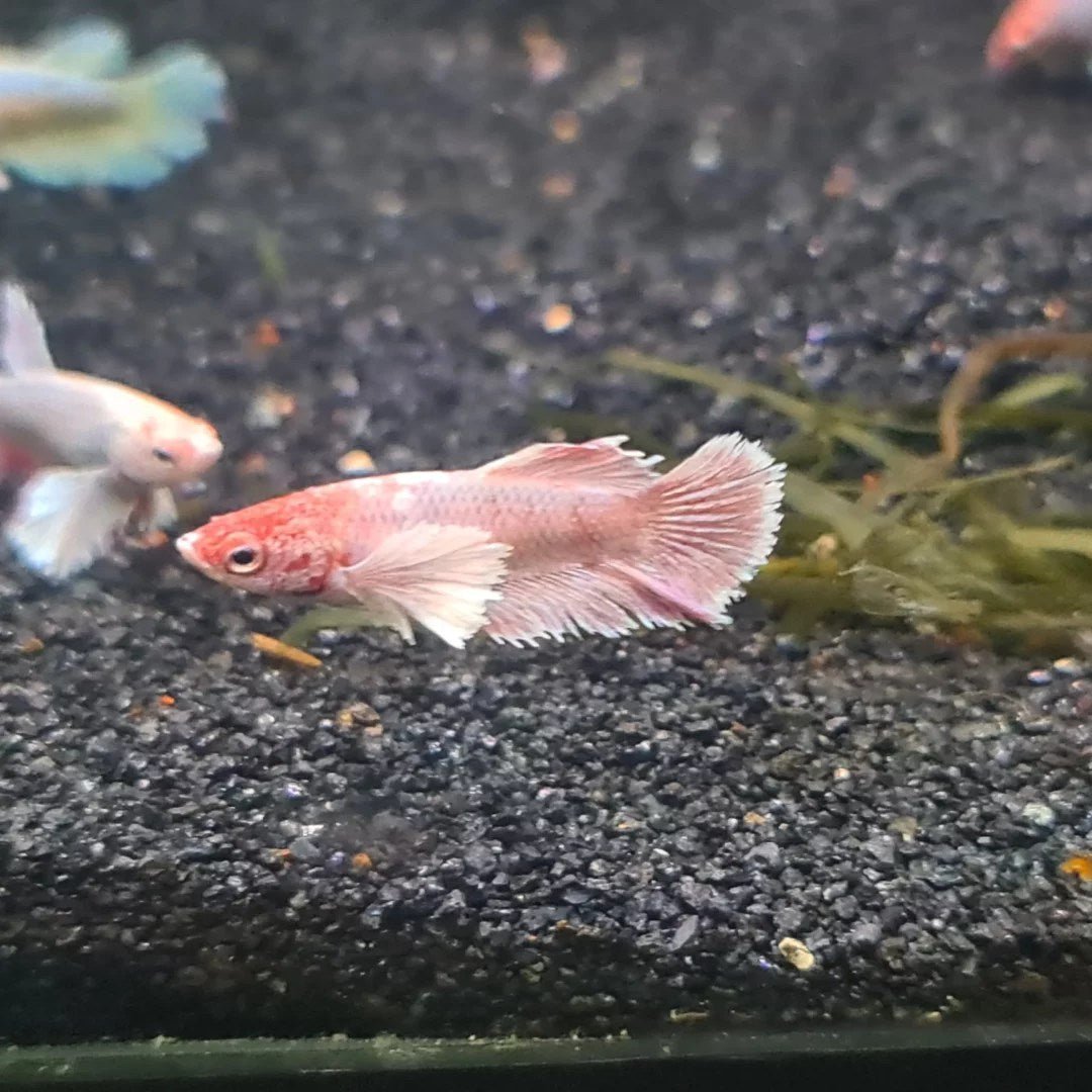 Dumbo Ear Female Betta - Planted Aquaria