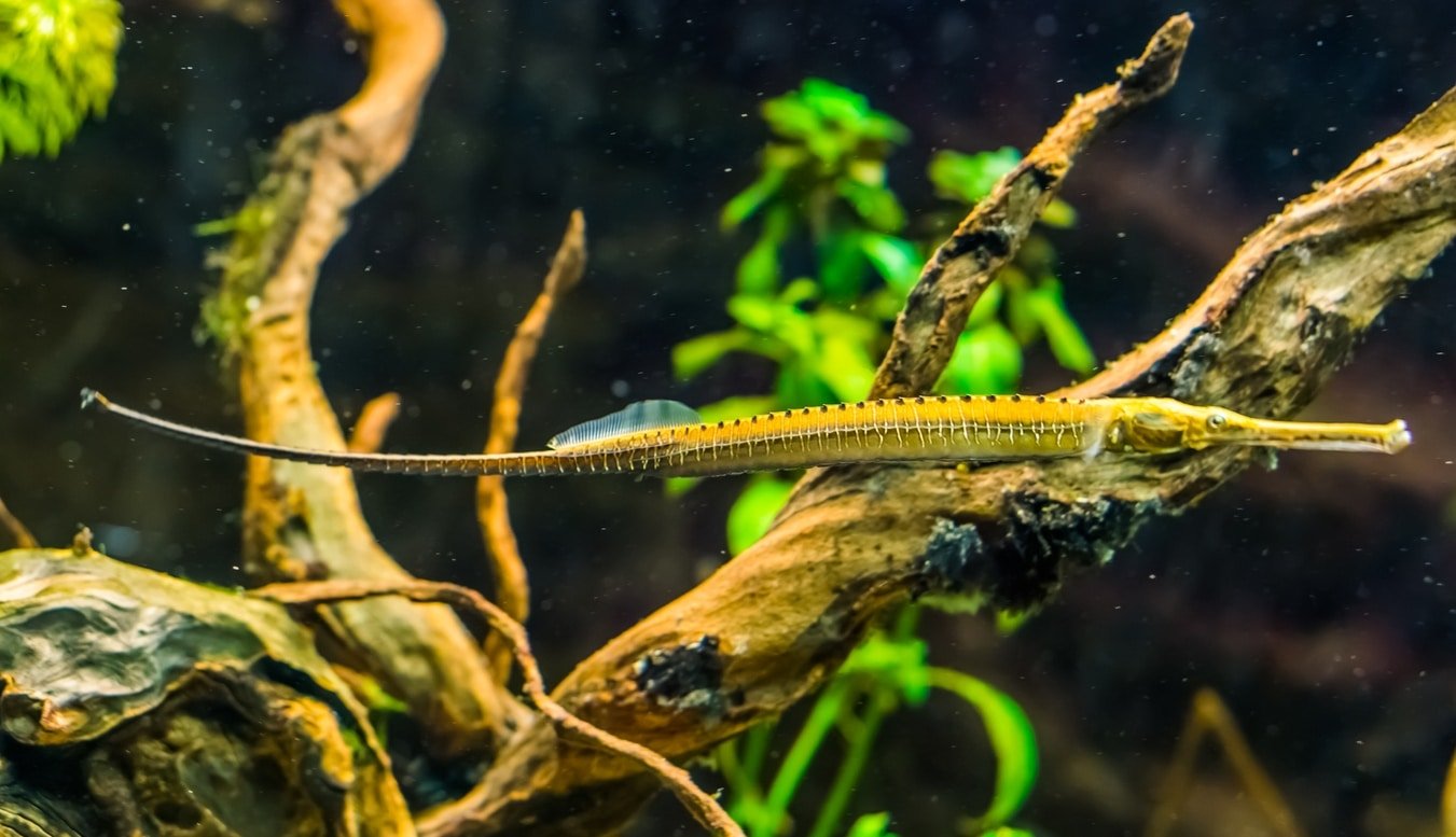 Dwarf Pipe Fish - Planted Aquaria