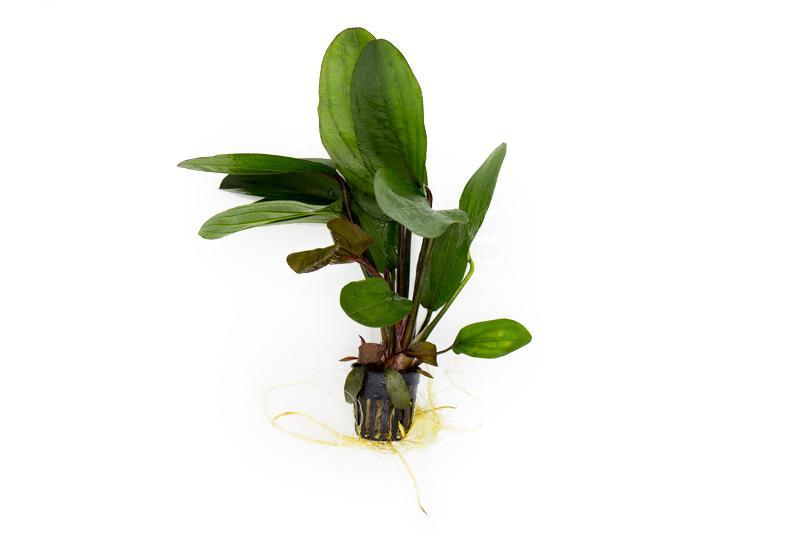 Echinodorus Big Bear - Potted - Planted Aquaria