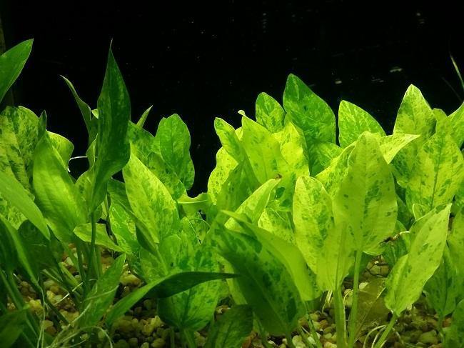 Echinodorus cordifolius 'Tropica Marble Queen' - Potted - Planted Aquaria