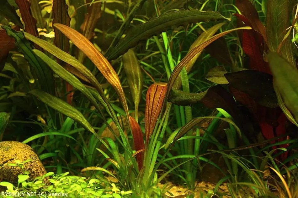 Echinodorus 'Fantastic Color' - Potted - Planted Aquaria